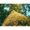 Aerodynamic Wooden Lamp pt-PT